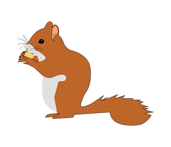 Brown Squirrel White — Stock Vector