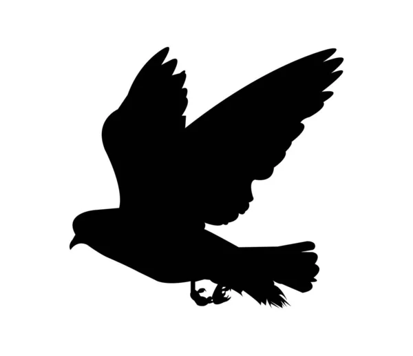Летящий Голубь Черный Силуэт Белом — стоковый вектор