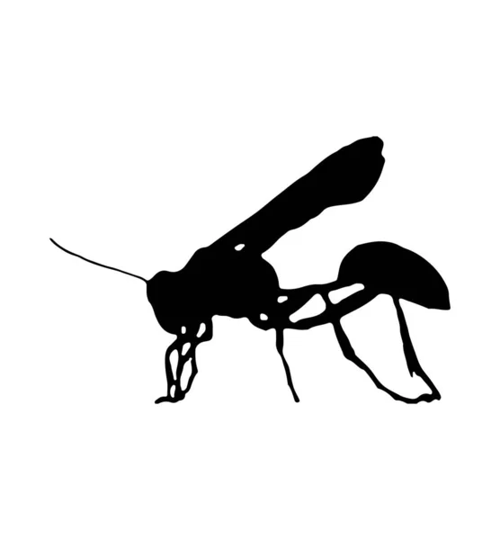 Insecte Noir Sur Blanc — Image vectorielle