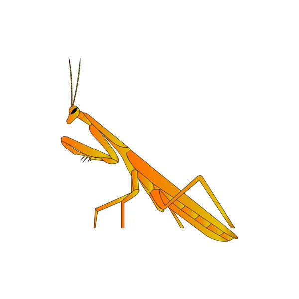 Orange Mantis Sur Blanc — Image vectorielle