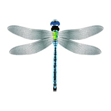 beyaz yusufçuk böcek