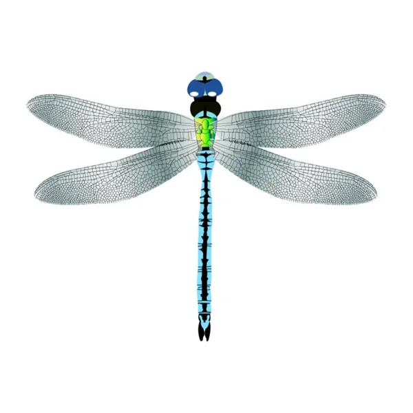 Dragonfly Insect White — Stock Vector