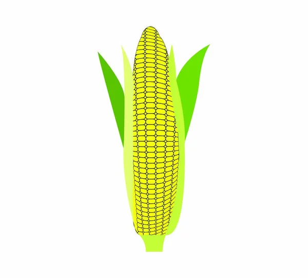 Kukuřice Bílém Pozadí — Stockový vektor