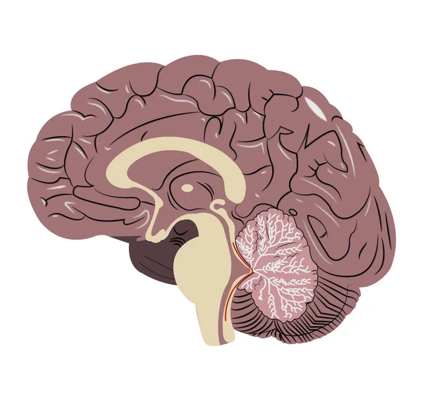 bir insan beyninin gerçekçi ayrıntılı anatomik illüstrasyon