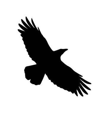 beyaz bir kuşun siyah silueti