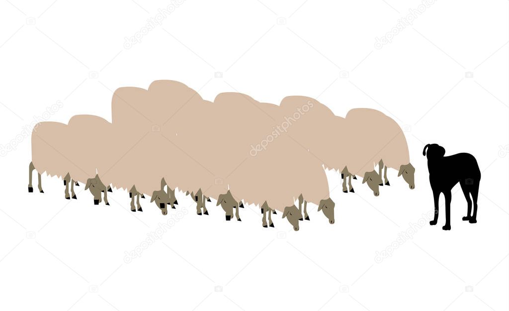 sheep herd and a dog