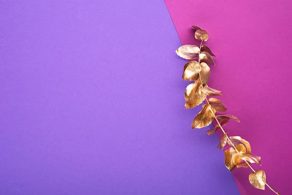 Gouden eucalyptus tak op een achtergrond in trendy paars-roze kleur. Horizontaal, kopie ruimte. Moderne conceptontwerp. — Stockfoto