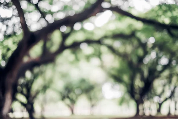 Desenfoque Gran Árbol Fondo Del Parque Natural Día Soleado — Foto de Stock