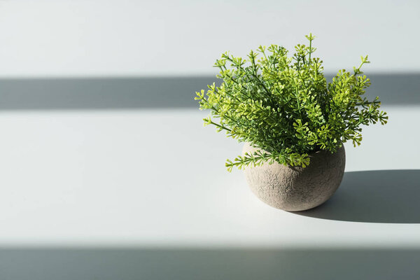 green plant in flower pot with sunlight shadow on white table with copy space