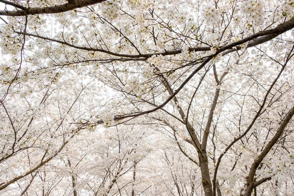 Patrząc Biały Sakura Kwiat Kwitnąć Drzewo Sezonowe Naturalne Tło Wiosna — Zdjęcie stockowe