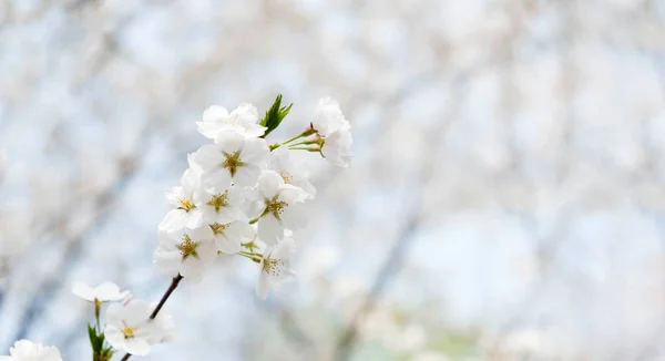 Close White Sakura Flower Blossom Tree Spring Seasonal Banner Space — Stock Photo, Image