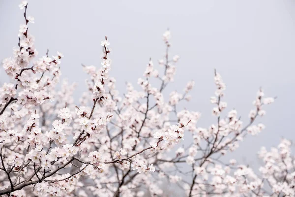 Nahaufnahme Weiße Sakura Blüte Baum Frühling Saisonaler Natürlicher Hintergrund — Stockfoto