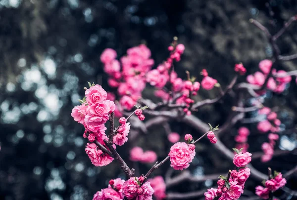 Close up rosa Pflaumenblüte auf Baum im Frühling saisonale, natürliche Hintergrund.dramtic Ton Filter — Stockfoto