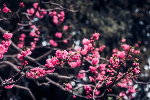 Close up rosa Pflaumenblüte auf Baum im Frühling saisonale, natürliche Hintergrund.dramtic Ton Filter — Stockfoto