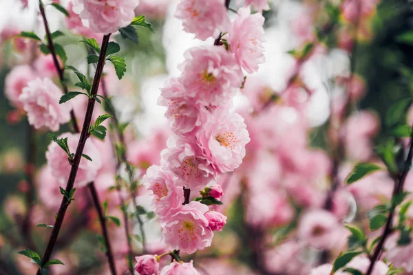 Close up rosa Pflaumenblüte auf Baum im Frühling saisonale, natürliche Hintergrund.dramtic Ton Filter — Stockfoto