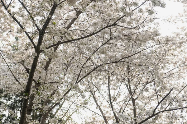 Close up white sakura flower blossom on tree in spring seasonal, — Stock Photo, Image