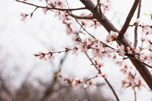 Nahaufnahme rosa Sakura-Blüte am Baum im Frühling saisonal, n — Stockfoto