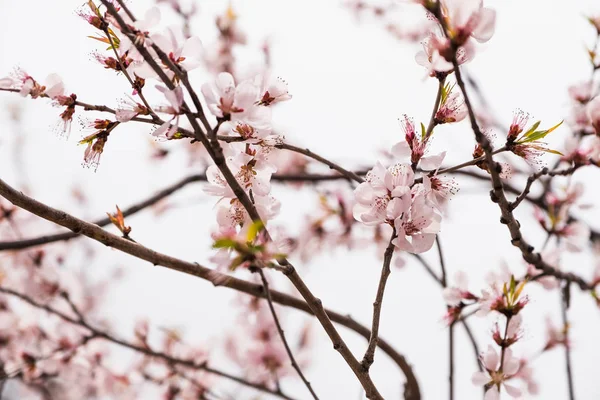 Nahaufnahme rosa Sakura-Blüte am Baum im Frühling saisonal, n — Stockfoto