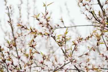 Beyaz sakura çiçek çiçek ağaç üzerinde yukarı bahar mevsimlik kapatın,