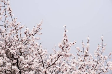 Beyaz sakura çiçek çiçek ağaç üzerinde yukarı bahar mevsimlik kapatın,