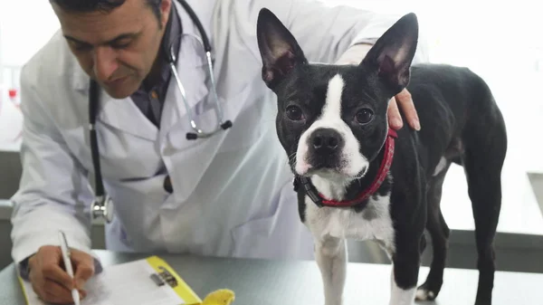 Adorável cachorro terrier Boston na clínica veterinária — Fotografia de Stock