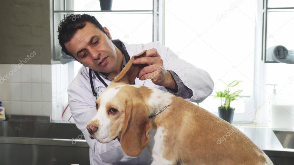 Professional male vet examining ears of cute Beagle dog