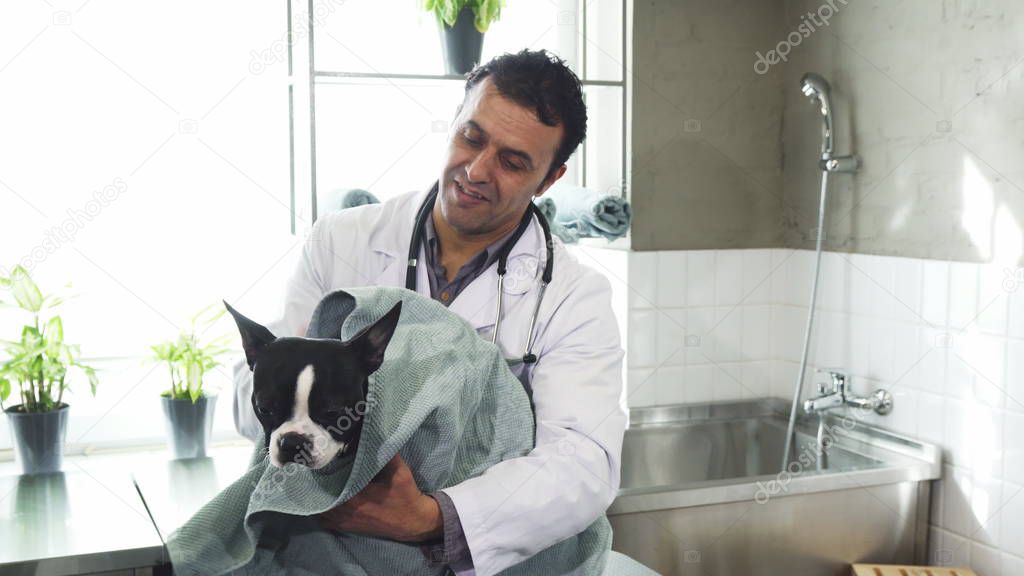 Cheerful mature male vet drying cute dog after washing at the clinic