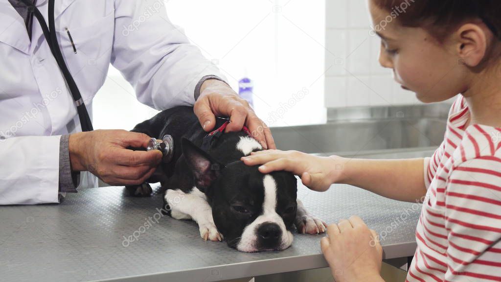 Cute Boston Terrier puppy lying on the table while vet examining him