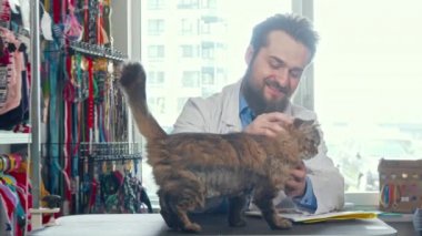 Neşeli erkek veteriner doktor onun kliniğinde sevimli kedi petting