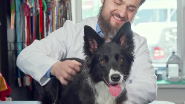 Обрезанный снимок очаровательной счастливой здоровой собаки в ветеринарной клинике — стоковое видео