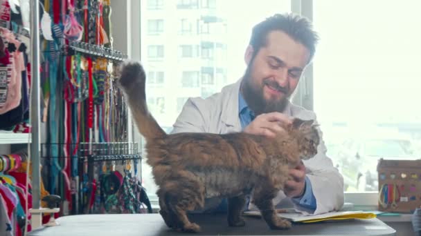 Alegre masculino veterinário médico petting bonito gato no seu clínica — Vídeo de Stock