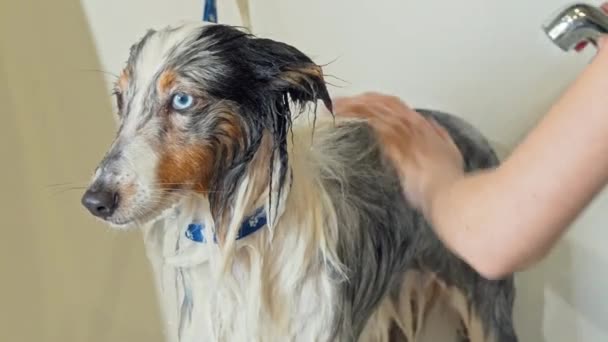 Cão adorável sendo lavado por profissional groomer na clínica veterinária — Vídeo de Stock