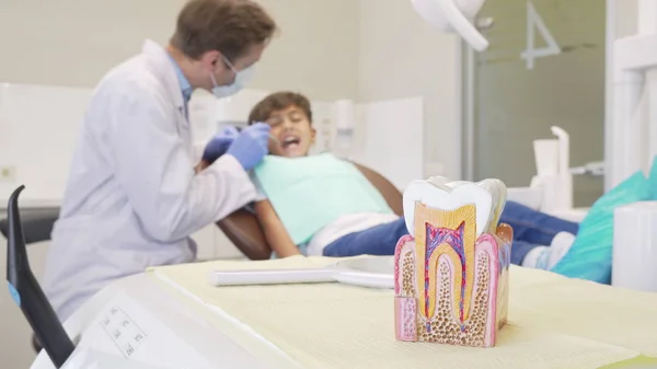 Young boy having his teeth examined by dentist, selective focus on tooth model — Stock Photo, Image