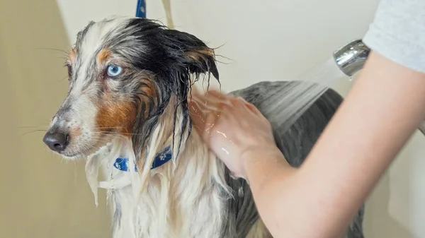Adorable perro consiguiendo lavado por profesional groomer en veterinario clínica — Foto de Stock