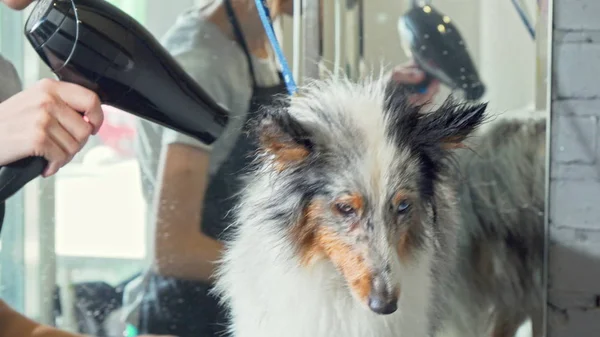 Sevimli Sheltie köpek yavrusu profesyonel bir damat tarafından yıkandıktan sonra kurutulmuş kürk alıyorum