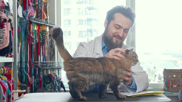 Alegre médico veterinario masculino acariciando lindo gato en su clínica — Foto de Stock