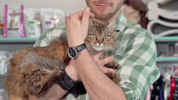 Adorable gato esponjoso en los brazos de su dueño en la clínica veterinaria — Foto de Stock