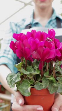 Güneşli bir serada şık, kareli gömlekli ve gri önlüklü neşeli beyaz bir kadın gururla parlak pembe çiçeklerle dolu canlı bir saksı sunar. Bu büyüleyici sahne doğanın özünü yakalıyor güzellik, davetkar