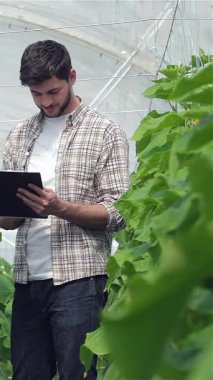 Ekose gömlek giymiş kendini adamış genç bir tarım uzmanı, güneş ışığında serada canlı salatalık yapraklarını titizlikle inceleyerek not alıyor. Bu büyüleyici sahne sürdürülebilir tarım uygulamalarına olan bağlılığı vurguluyor.