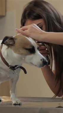 Kendini adamış, el değmemiş beyaz önlüklü genç bir veteriner bir köpeğin kulağını inceliyor. Uzmanlık ve samimiyet saçıyor. Dikkatli melez teriyer, etkileyici gözleri ve sakin tavrıyla, emin bir şekilde inceleme masasında duruyor.