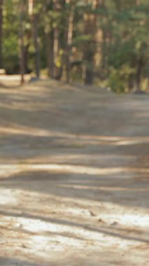 Canlı bir çift, yürüyüş maceraları sırasında büyüleyici ormanın ortasındaki kameraya gülümseyen keyifli bir anı paylaşıyor. Şık sakallı ve güzel esmer kız arkadaşı el ele tutuşarak mutluluk saçan beyaz bir genç adam.