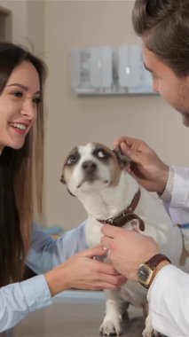 Kendini adamış bir erkek veteriner köpeklerin dişlerini nazikçe incelerken gülümseyen bir kadın sahibi de gururla izliyor ve iç açıcı bir ilgi ve bağ manzarası yaratıyor. Gıcır gıcır beyaz ceketli esmer veteriner, sevgiyle iletişim kurarken uzmanlığını sergiliyor.