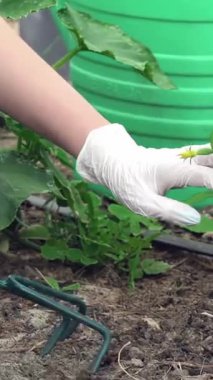 Yakından bakıldığında, eldivenli ellerin genç bitkilere özenle baktığını, zengin ve karanlık topraklarda bahçe sanatını sergilediğini görüyoruz. Bu canlı sahne, genç tarım uzmanlarının organik sebze yetiştirme tutkusunu ön plana çıkarıyor.