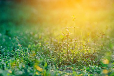 çimenler yemyeşil Çayırda gün batımına yakın