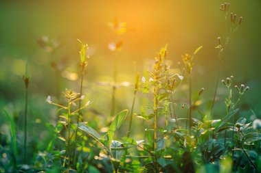 çimenler yemyeşil Çayırda gün batımına yakın