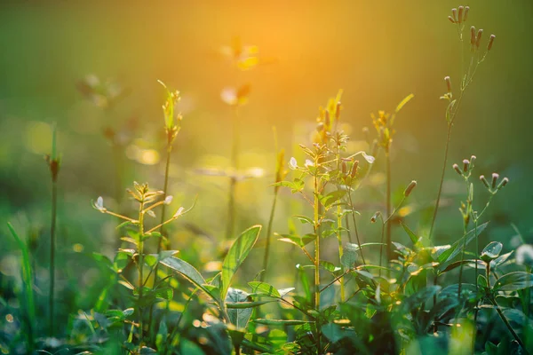 çimenler yemyeşil Çayırda gün batımına yakın