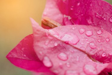 Plumeria çiçekleri, makro doğa odaklan