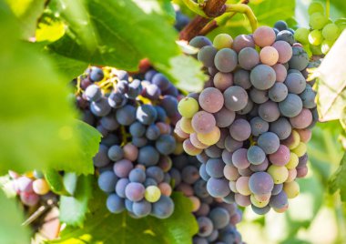 Demet kırmızı üzüm büyüyen Setubal, Portekiz