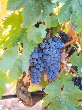 Demet kırmızı üzüm büyüyen Setubal, Portekiz