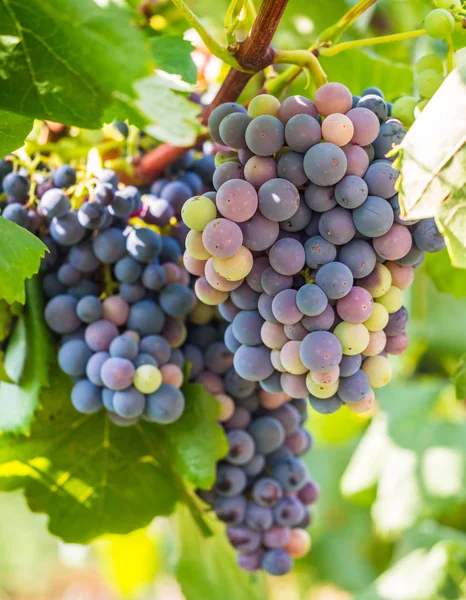 Racimos Uvas Rojas Que Crecen Setúbal Portugal — Foto de Stock